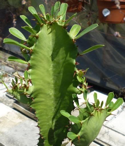 Euphorbia Acrurensis Cactus King Euphorbia Plants Waterwise Garden