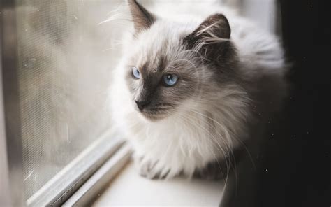 Download Wallpapers Cat Blue Eyes Balinese Cat Pets For Desktop With
