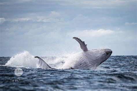 Gold Coast Whale Watching Season Outlook 2021 Sea The Gold Coast