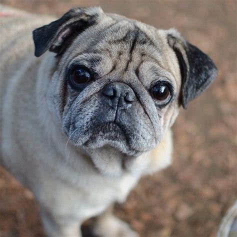 Such A Pretty And Wise Old Pug Pugs Funny Old Pug Cute Pugs