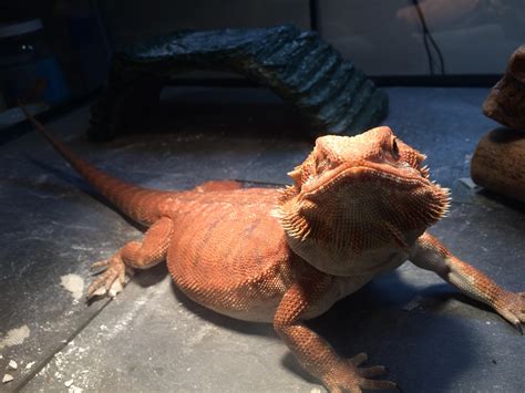 Overweight • Bearded Dragon Org