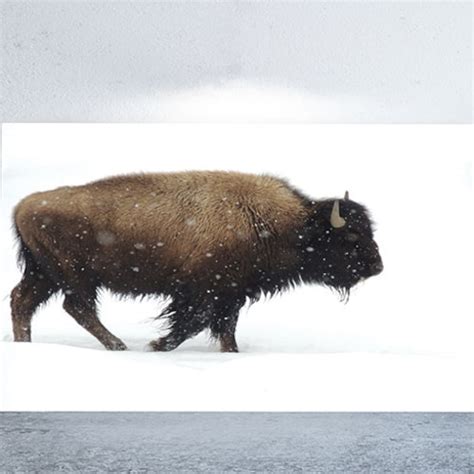 yellowstone bison print vintage nature photography large etsy