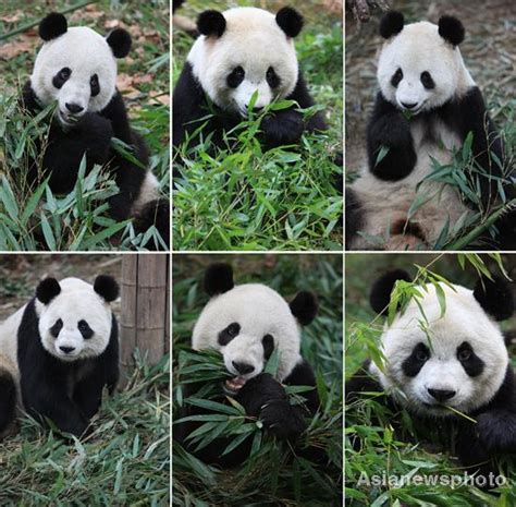 6 Captive Bred Pandas Released Into Wildsocietycn