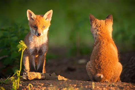 Red Fox Vulpes Vulpes Fox Pups Red Fox Fox
