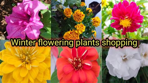 Winter Flowering Plants Shoppinggreen Garden Gujarat Youtube
