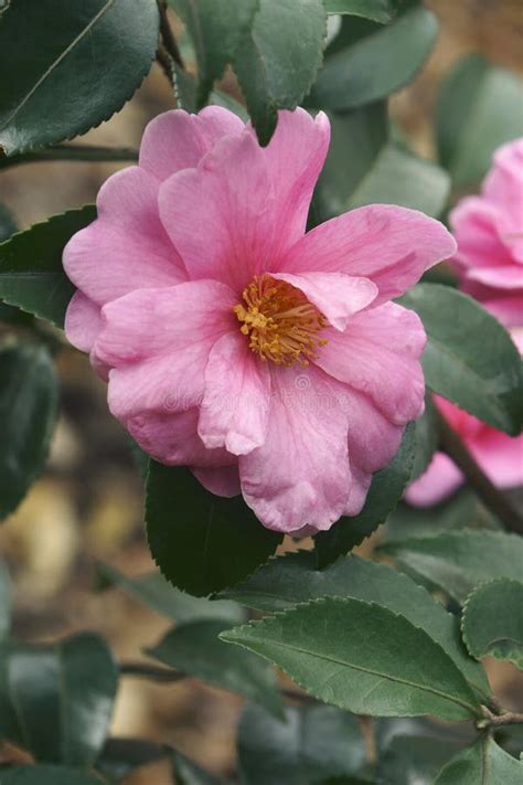 Close Up Image Of Winter S Joy Camellia Flower Stock Photo Image Of