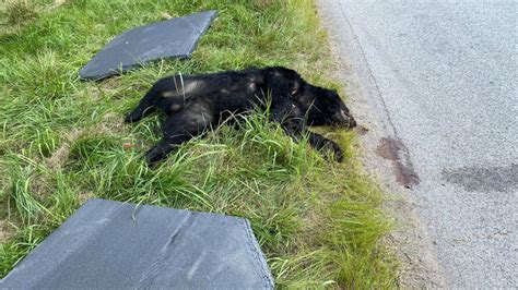 Dnr Investigating After Black Bear Found Dead On Sr 15