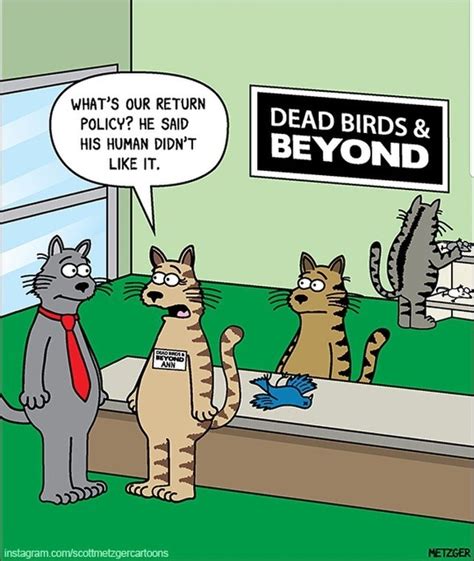 Cat Jokes Cartoon Memes Animal Jokes Funny Animal Memes Funny