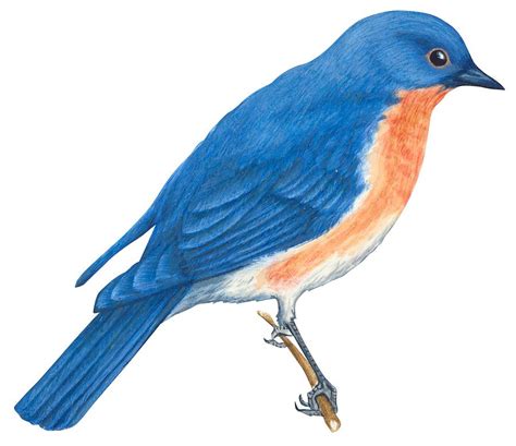 Mountain Bluebird Clipart 20 Free Cliparts Download Images On