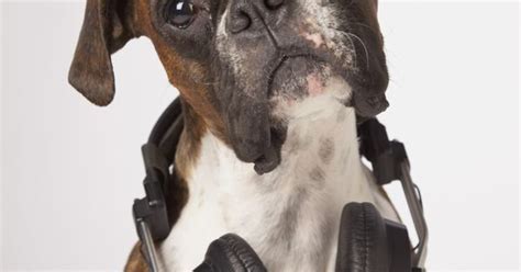 Boxer Dog With Headphones Dog Pinterest Headphones