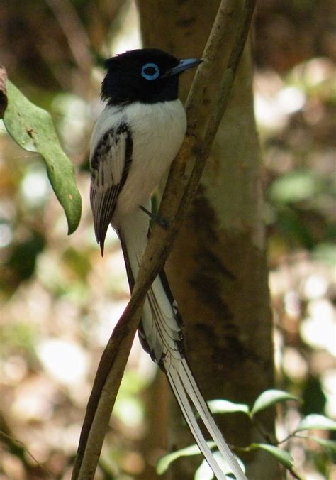 Madagascar Paradise Flycatcher Andrew Self Flickr