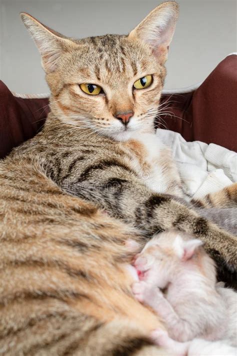 The Mother Cat Is Nursing Newborn Kitten Stock Image Image Of Cuddly