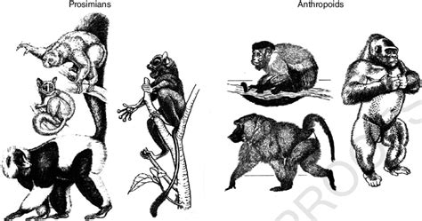 Examples Of Prosimians And Anthropoids Belonging To The Six