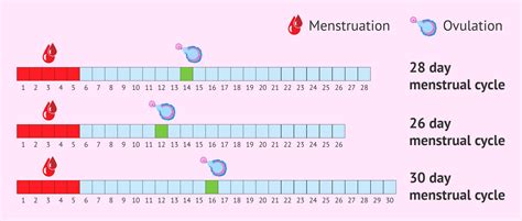 Menstrual Cycle Chart Vector Menstrual Proliferative Vrogue Co