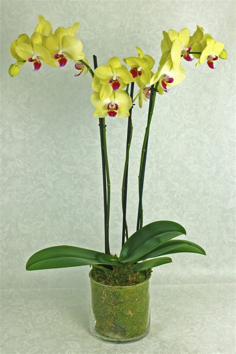 Orchid Plant In Glass By Long Stems