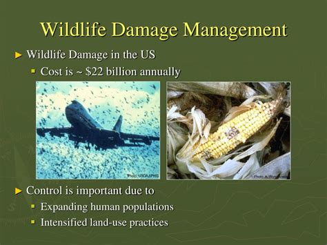 Ppt Identification And Management Of Wildlife Damage Powerpoint