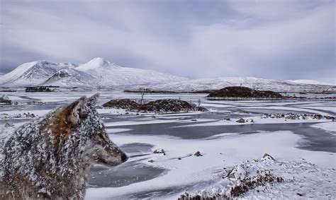 Nature Animals Winter Wolf Snow Landscape Mountains