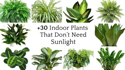 30 Indoor Plants That Dont Need Sunlight Low Light Indoor Plants