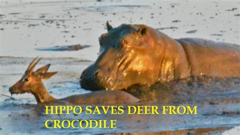 Hippo Saves Deer From Crocodile Animal Help Another Animal Youtube