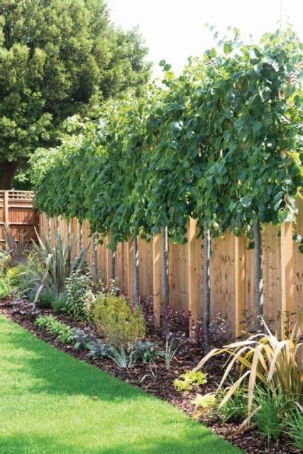 Lime Trees Tilia Perfect For Above Fence Screening Backyard Trees