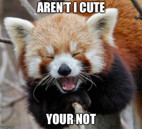 Red Panda Memes And S Imgflip