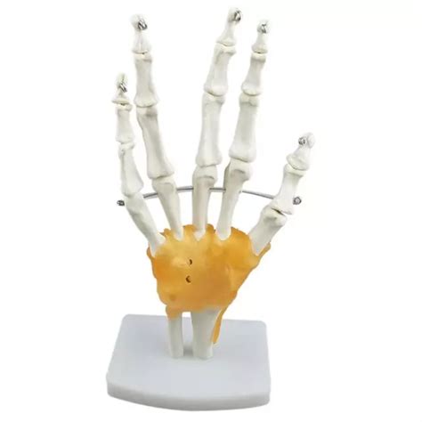 Human Hand Joint Anatomy Skeleton Structure Model Lab Demonstration £28
