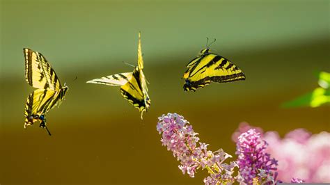 Yellow And Black Butterflies Fly Above Pink Flowers 4k Wallpaper Hd