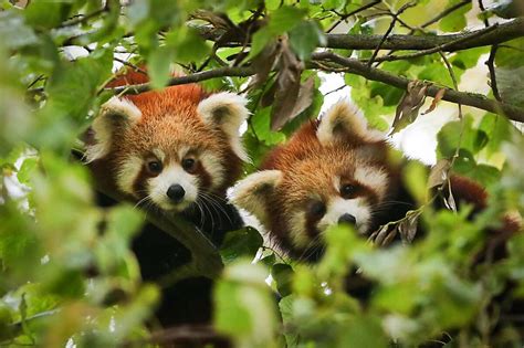 Missing Red Panda Found Safe After Escaping Eureka Zoo
