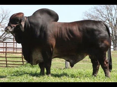 These bulls exhibit the type of conformation and muscling we require of our herd bulls. Brahman Bull 2019 - YouTube