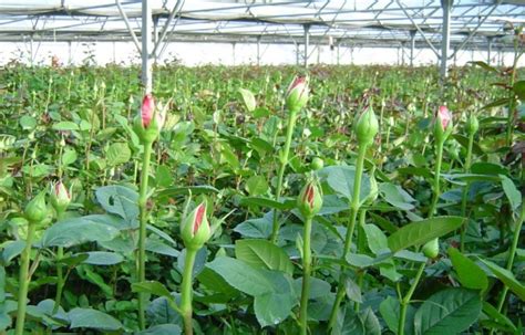 Rose Cultivation In Greenhouse Guide Agri Farming