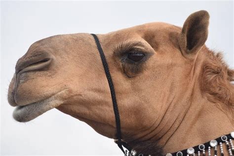 Saudi Authorities Disqualify More Than 40 Contestants From A Camel