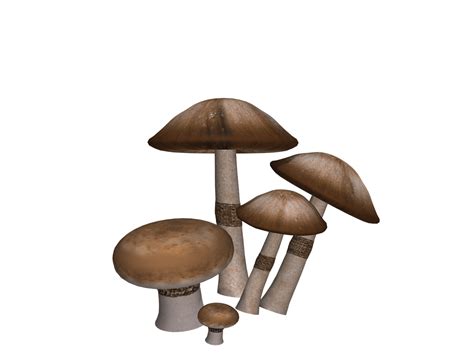 Mushrooms Collection Transparent Png Stickpng