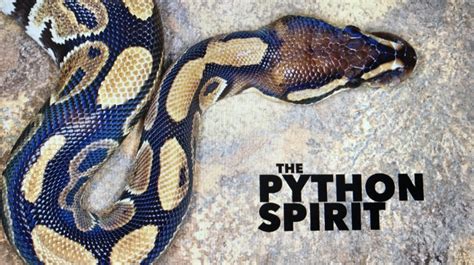 The Python Spirit Multiplying Freedom Ministries