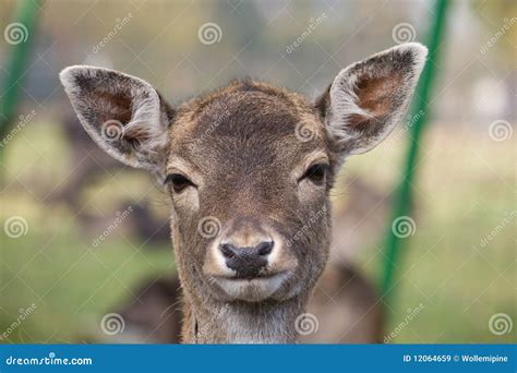 Deer Smiles Royalty Free Stock Images Image 12064659