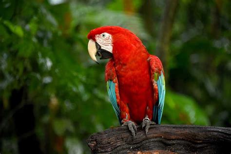 puerto iguazu iguaza falls brazilian side and bird park tour getyourguide