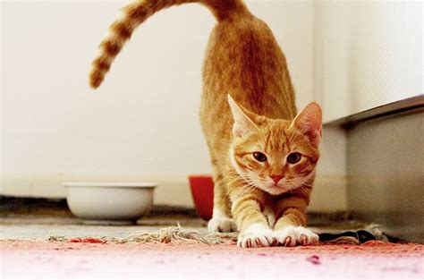 What's the deal with cats in heat? Cat In Heat: Signs, Symptoms, & What To Do If Your Cat Is ...