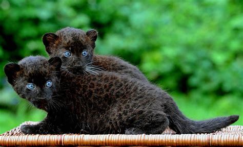 Photography Baby Animals Animals Wild Cats
