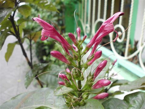 Wungu Wungu Demung Daun Ungu Graptophylum Pictum Nelindah Flickr