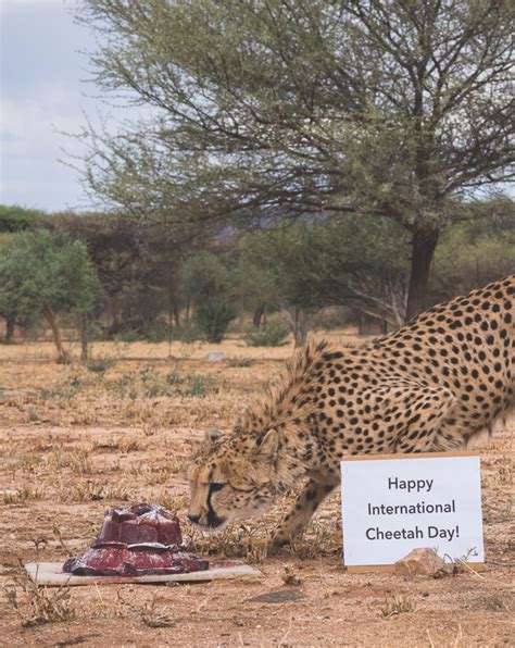 Cheetah Conservation Fund Offers 10 Ways To Celebrate