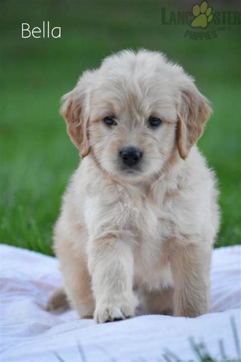 We are located in western wi on the border of minnesota, we are 45 minutes east of st.paul, mn. Pin by Lancaster Puppies on Mini Goldendoodle Puppies ...