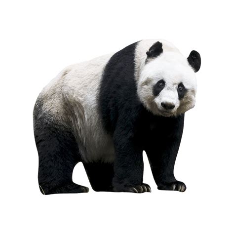Giant Panda Bear Png Images Transparent Hd Photo Clipart Panda Bear