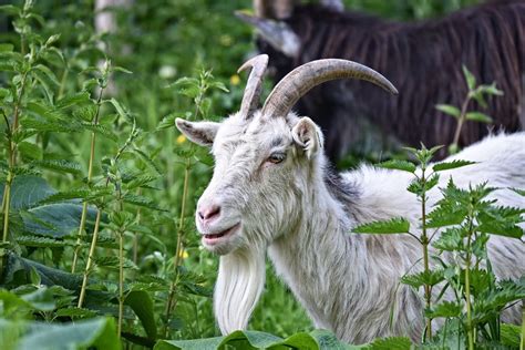 Saanen Goat Breed Facts Traits Behavior And Care With Pictures Pet