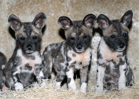 But there are some surprises as well! Wild dogs of africa - ONLINE NEWS ICON