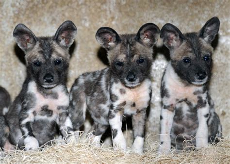 Cute african wild dog baby. Wild dogs of africa - ONLINE NEWS ICON