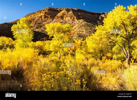 Usa New Mexico Jemez River Valley Cottonwood Trees And Blooming