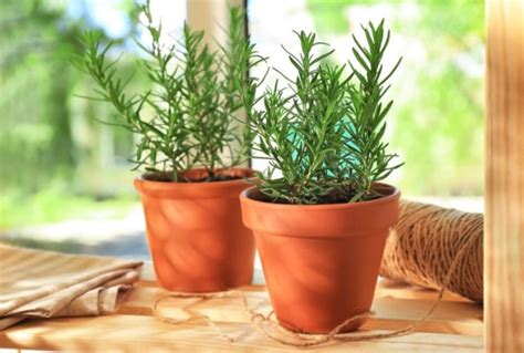 How To Grow Rosemary Plant At Home A Beginner Guide