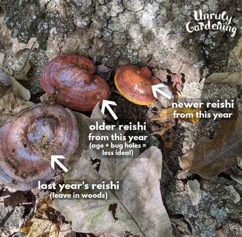 Foraging And Using Reishi Mushrooms Unruly Gardening