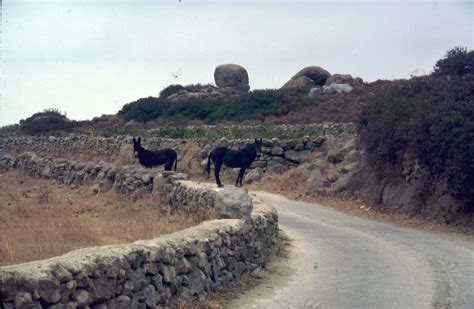 Donkeys Naxos Donkeys On The Road Below Tripodes Naxos 4 Flickr
