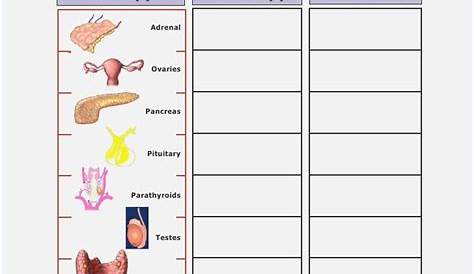 the endocrine system worksheets answers