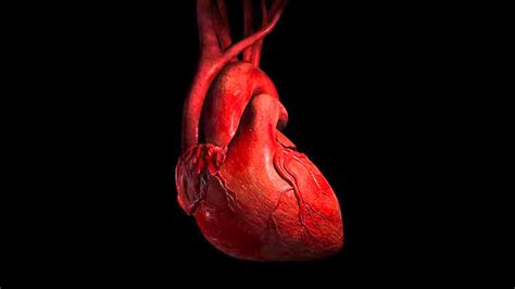 Heart Anatomy Wallpapers Wallpaper Cave